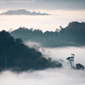 Instrumen Sape Dayak 1