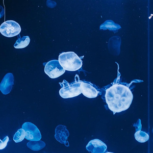 夜の底で揺れる