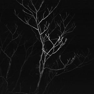 Branches