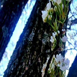 prescise1 dids clank