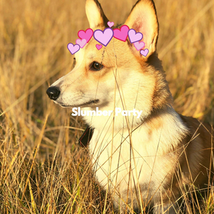 Warm Ambiance for New Years Dogs