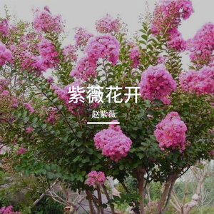 万语千言
