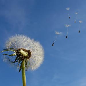 winds