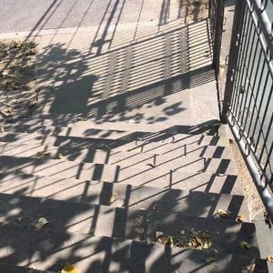 见不到阳光的猫