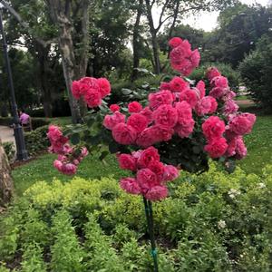 not going anywhere (feat. heartstopmiami & Tropes)