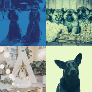 一尘不染孤独的狗印象数