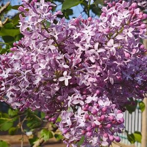 丁香花结了又结