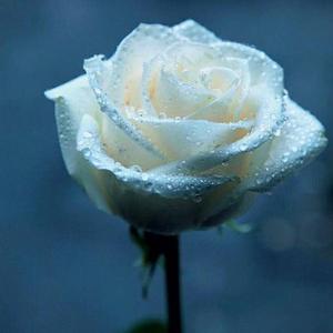 平淡日子里的刺