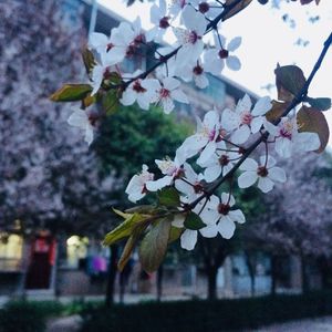 樱花盛开的季节（Demo）