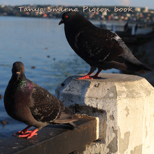 Pigeon book