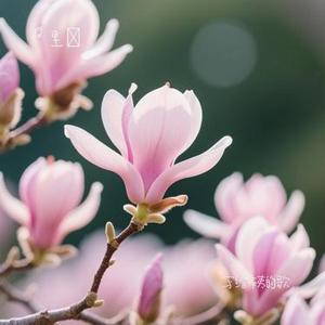 写给辛夷的歌 (Cover 史振宇)