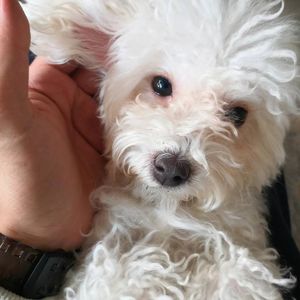 逾矩思欲 吉他版