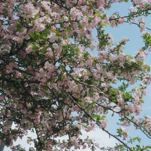 三月的花舞人间