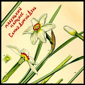 Маленький нарцисс