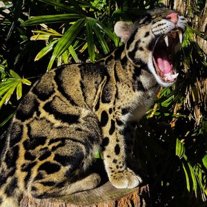 Don Diablo - Survive