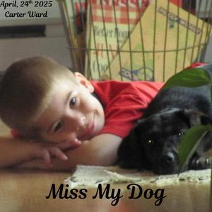 Miss My Dog