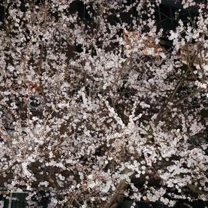 乱freestyle prod MoonVibe Beatz