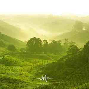 一叶知秋 (治愈古筝曲)