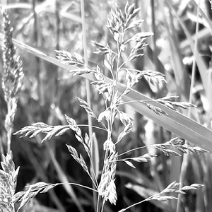 Iliachtides (Polar Inertia Rework)