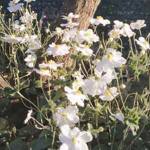 Dancing in Winter (Radio Edit)