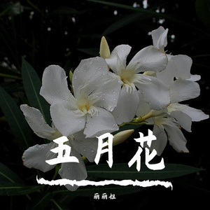 追光者（翻自 岑宁儿）