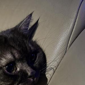 พูดไม่เก่ง