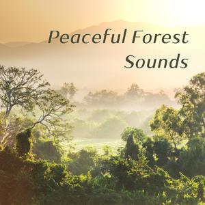 Tranquility of the Forest