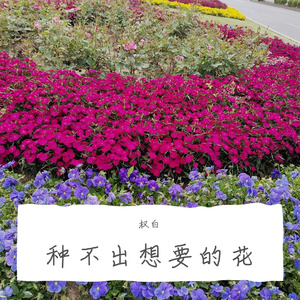 种不出想要的花 伴奏