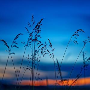 白天鹅怎会爱上灰乌鸦