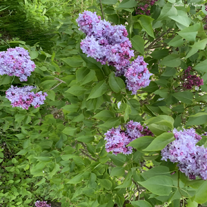 Lush Meadows (Original Mix)