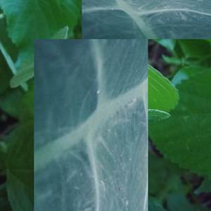 Boy Car God Team You