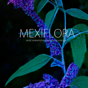 Mammillaria magnimamma howorth (Biznaga)