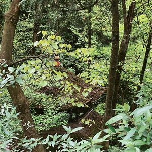 流夏（翻自 栗先达）