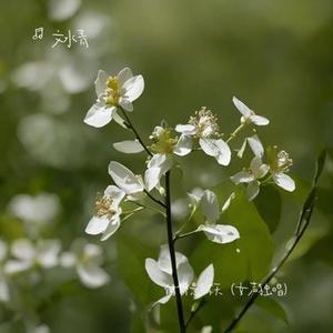 仿佛是昨天 (女声独唱) (Cover 赵传 & 辛晓琪)