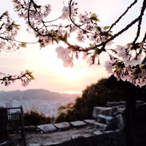 铃芽すずめ 长笛独奏（含打击）