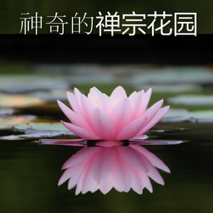 色彩斑斓的天堂鸟