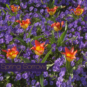 春思Spring Sorrow