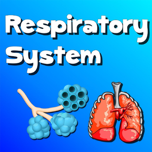Respiratory System