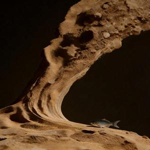 你是沙漠我是鱼