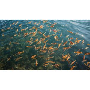 호수속의 물고기