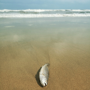 我和她的世界末日-overture-our end of the world（Cover windbell）