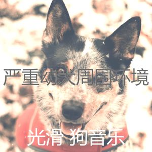 抚慰的可爱的狗回忆