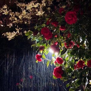 雨伞与信