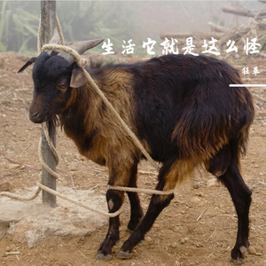 男德班