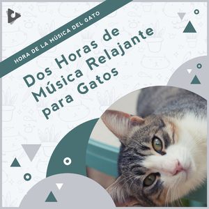Sonidos relajantes para gatos