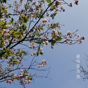 献给露西娅