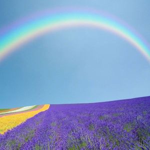 听说薰衣草很美3