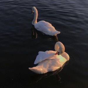 明夕何夕（翻自 美汐）