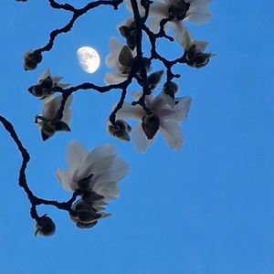 青霄玉