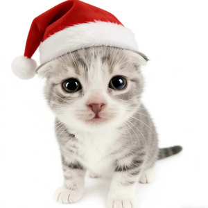 在圣诞节爱上你